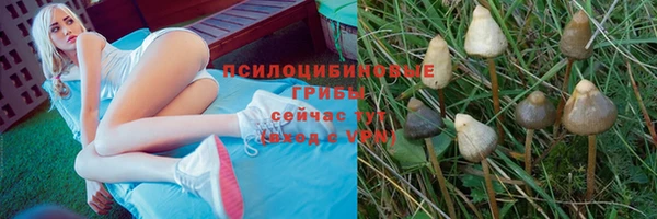 прущие грибы Александровское