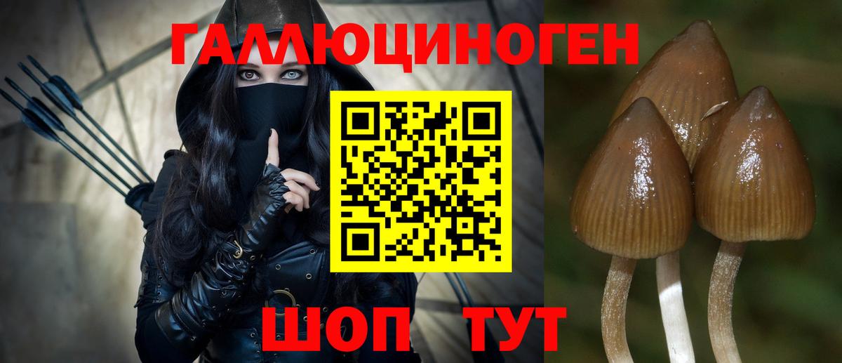 Псилоцибиновые грибы Psilocybine cubensis Пятигорск